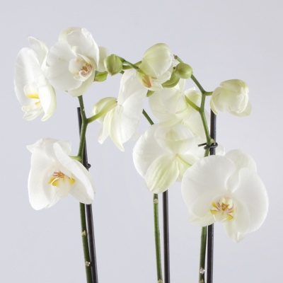 Phalaenopsis Orchid gift www.thegravesendflorist.co.uk